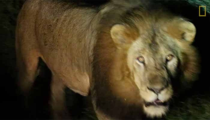 Ethiopian Rare Black-Maned Lion